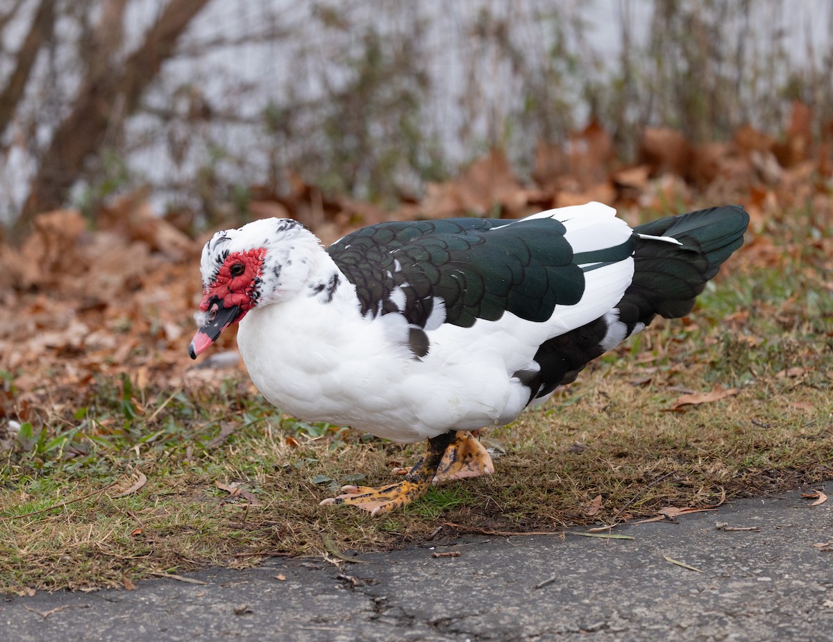 番鴨(馴化)(薑母鴨) - ML646541503