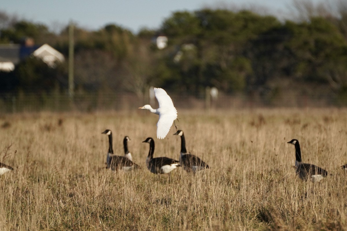 Western Cattle-Egret - ML646541506
