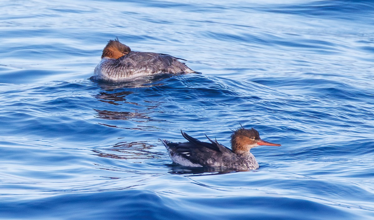 紅胸秋沙 - ML646541507