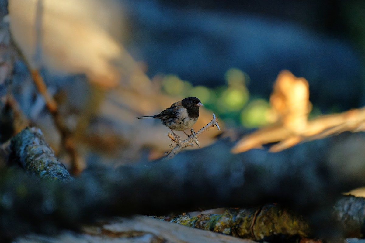 Dark-eyed Junco (Oregon) - ML646541509