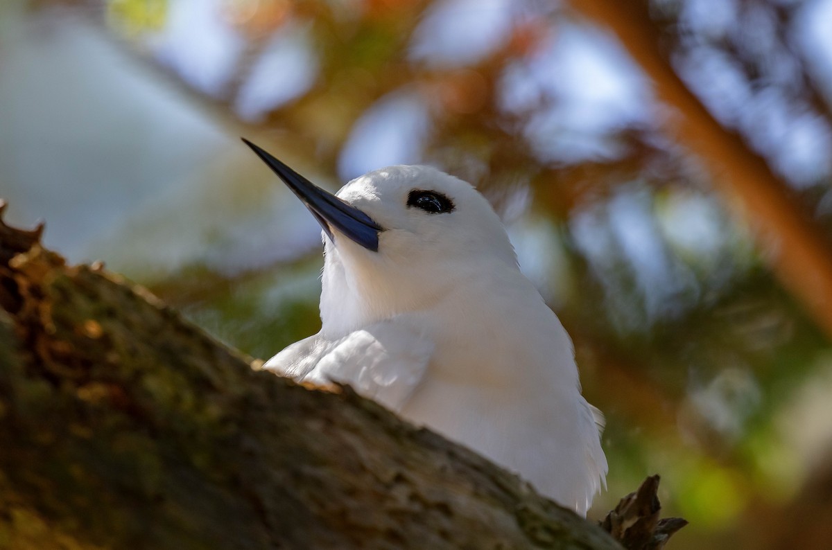 Blue-billed White-Tern - ML646541510