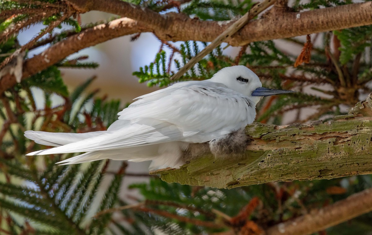 Blue-billed White-Tern - ML646541511