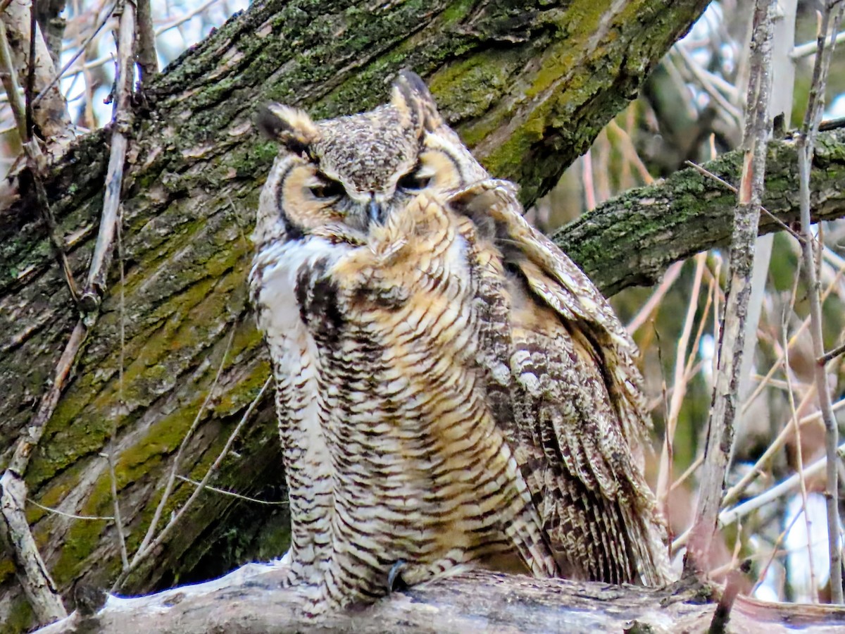 Great Horned Owl - ML646541512