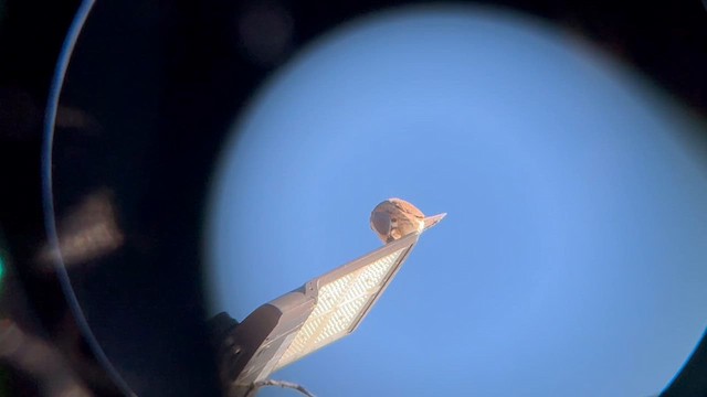 American Kestrel - ML646541514