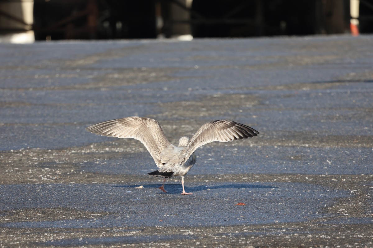 gull sp. - ML646541516