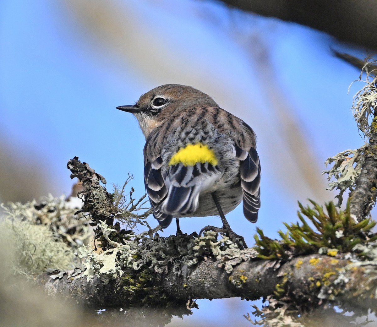 Миртовый певун - ML646541519