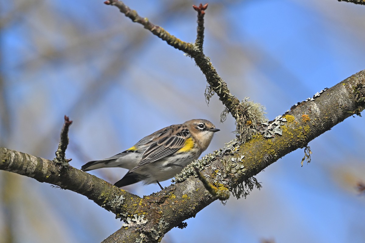 Миртовый певун - ML646541520