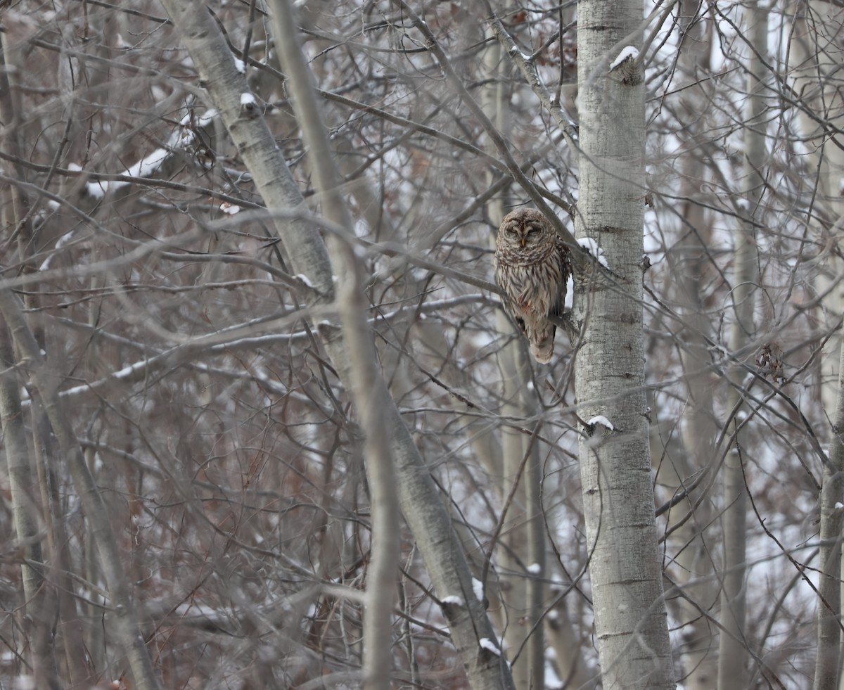 Barred Owl - ML646541521