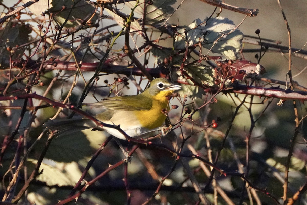 Yellow-breasted Chat - ML646541522