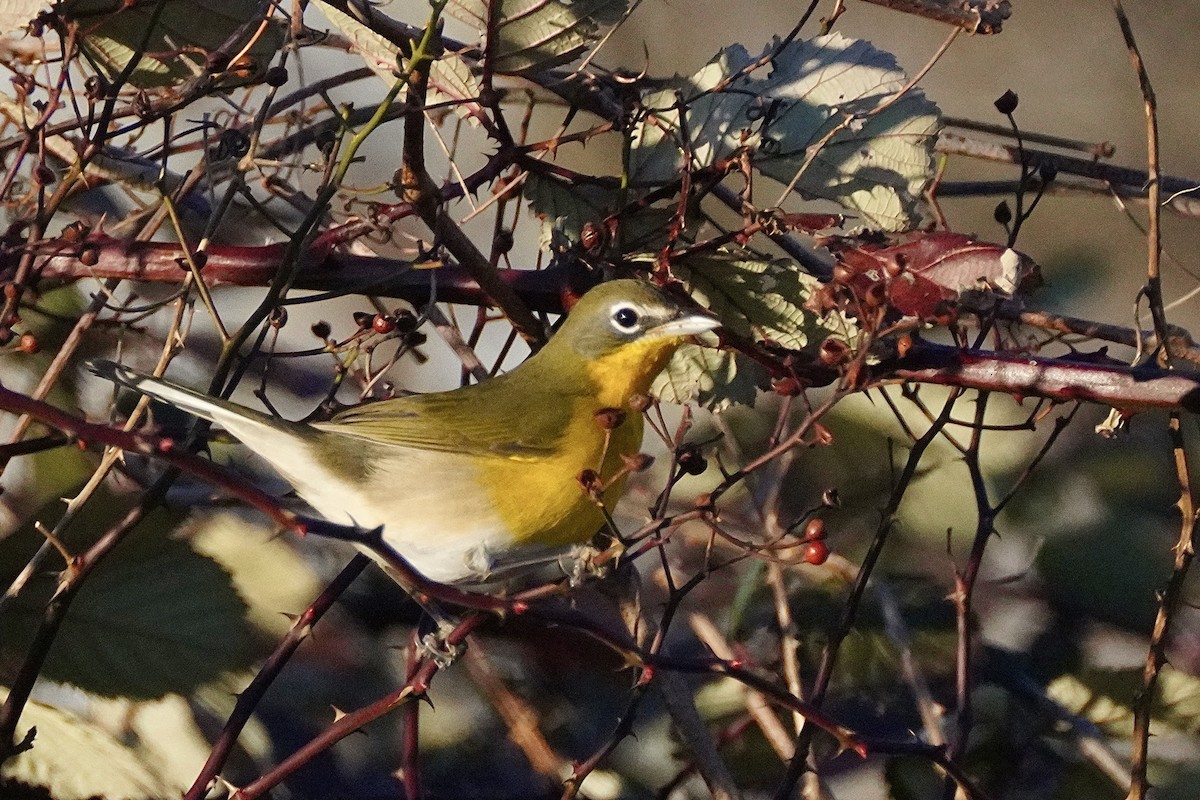 Yellow-breasted Chat - ML646541523