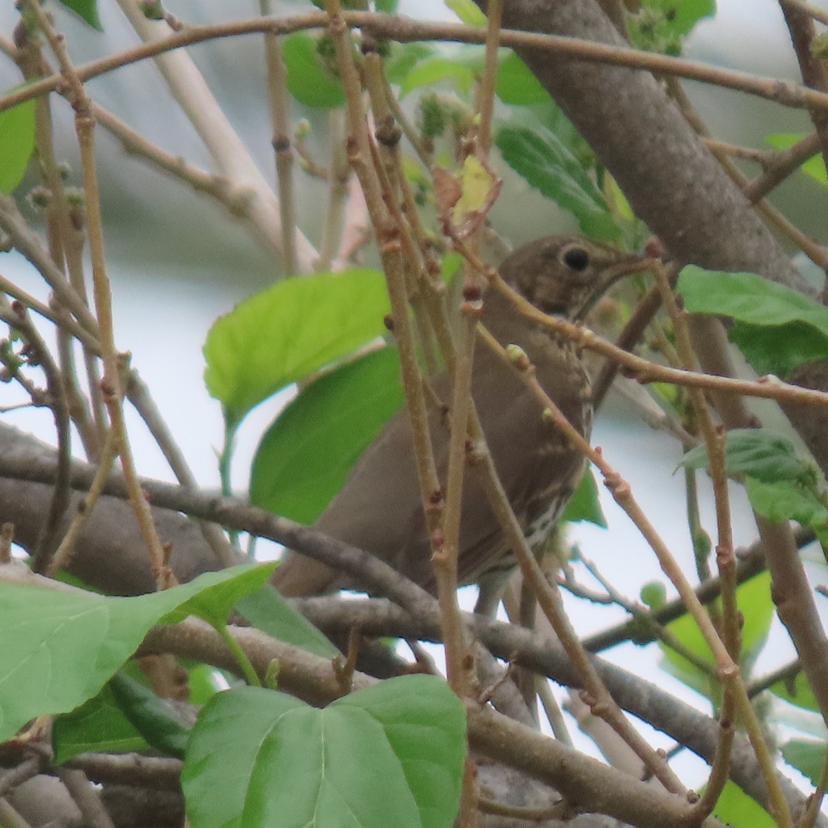 Song Thrush - ML646541527