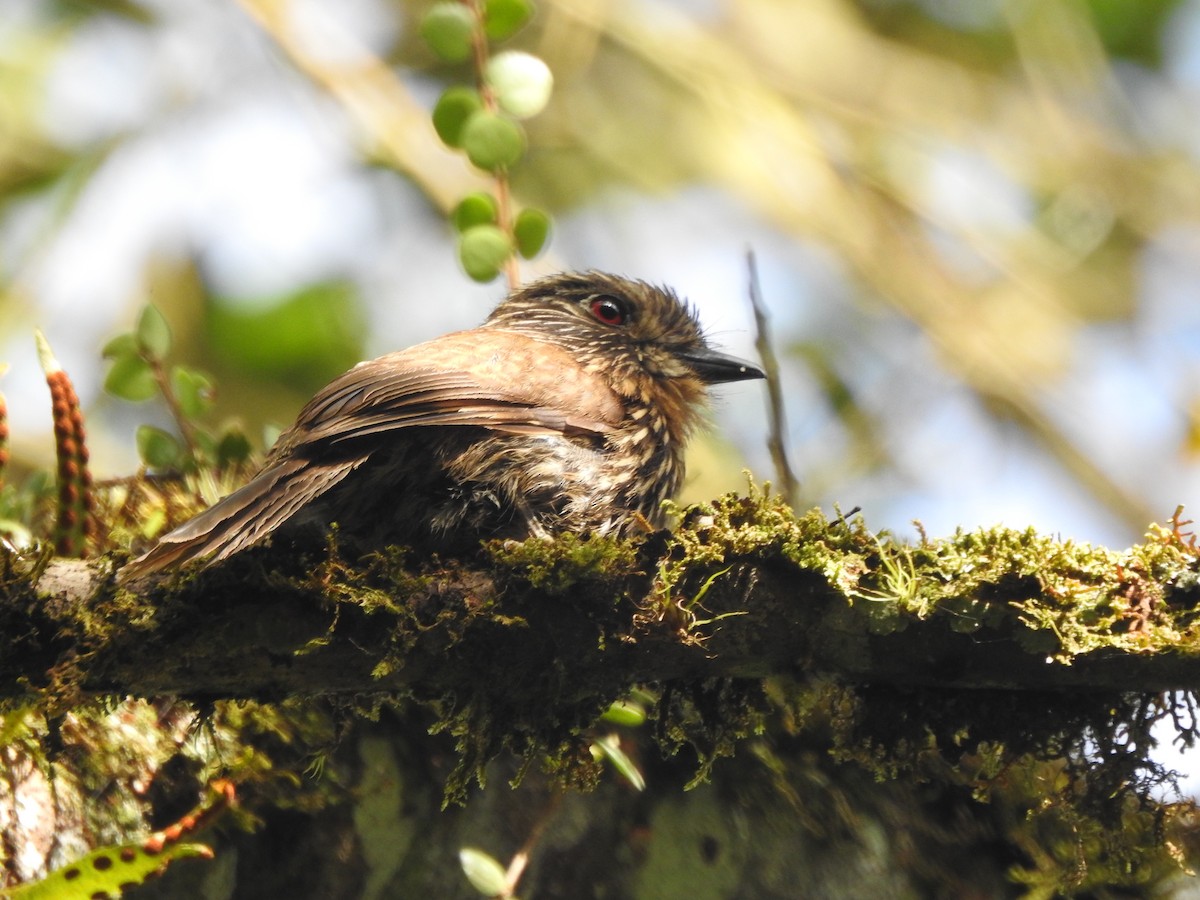 Black-streaked Puffbird - ML646541534