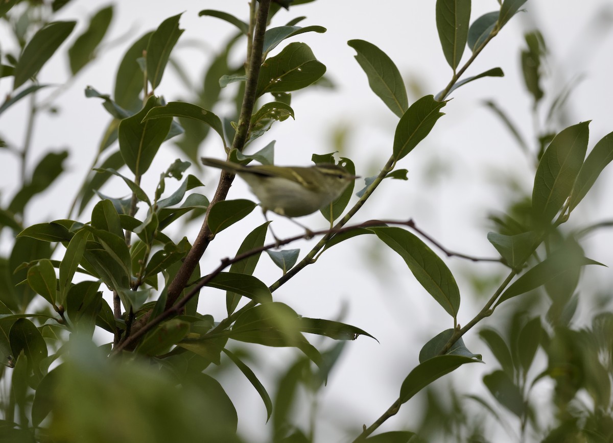 Mosquitero de Davison - ML646541536