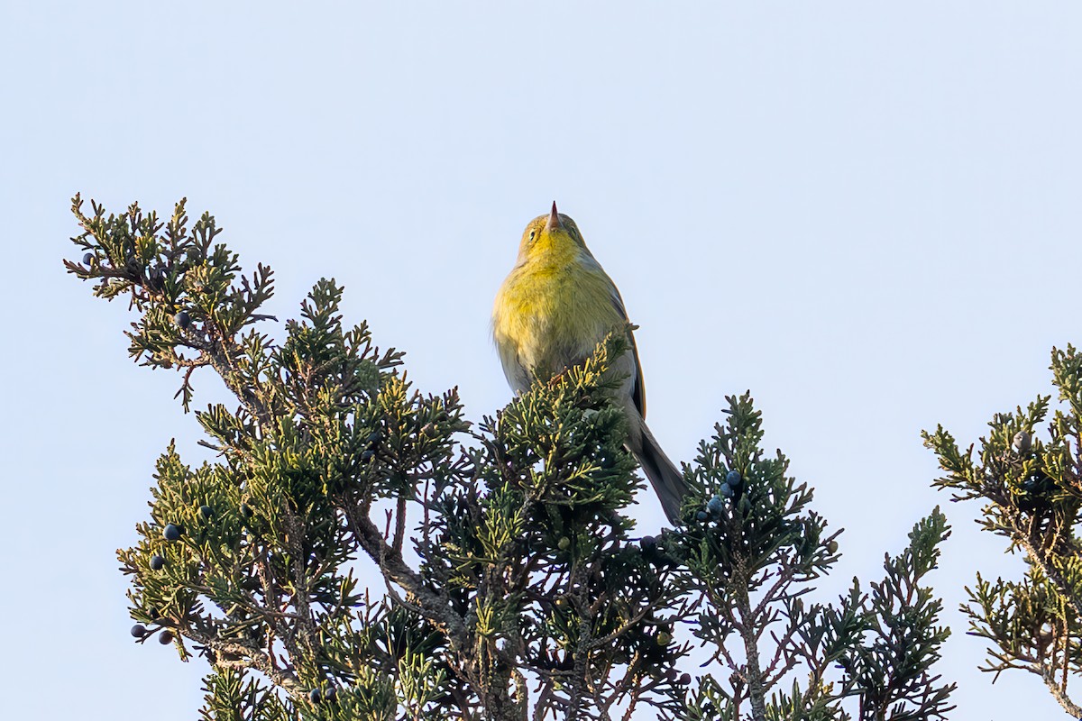 Pine Warbler - ML646541541