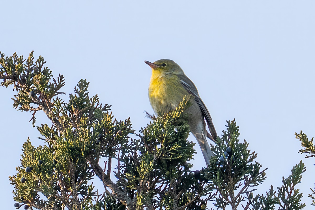 Pine Warbler - ML646541542