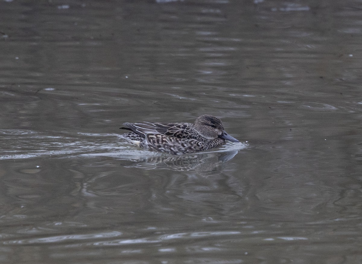 小水鴨 - ML646541543