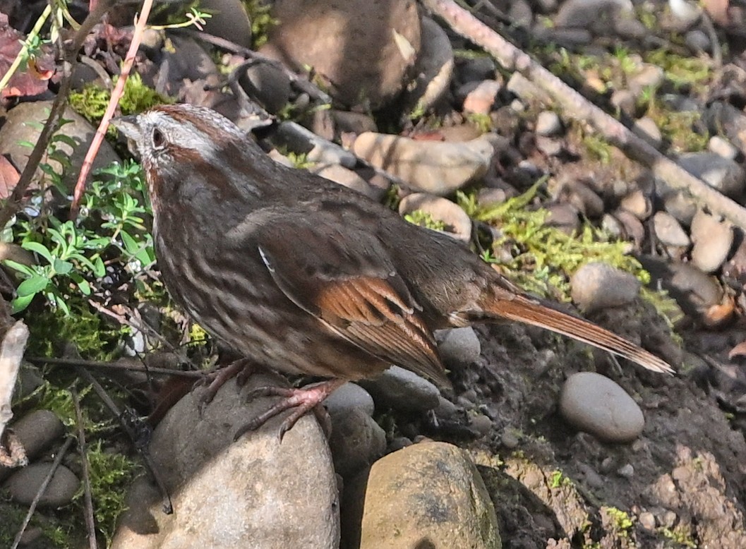 Певчая овсянка - ML646541550