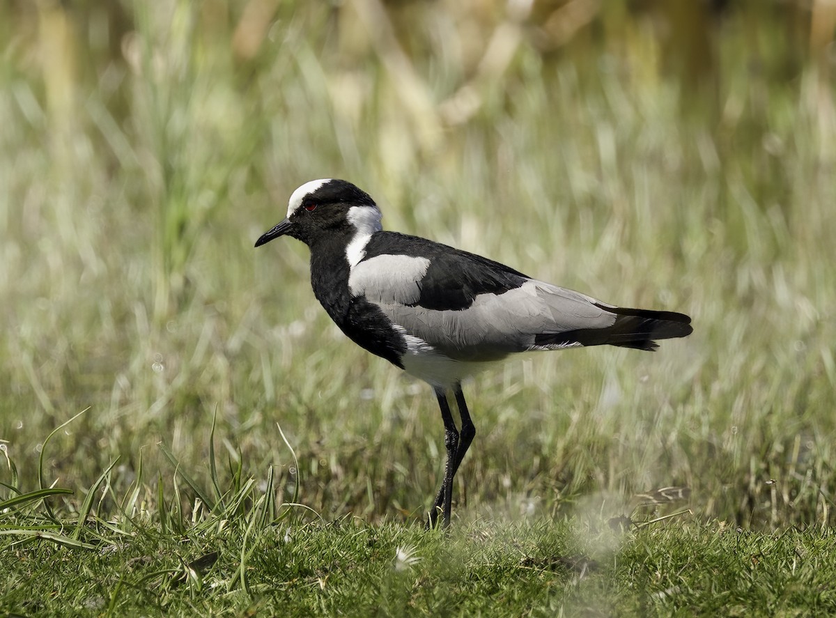 סיקסק הנפח - ML646541551