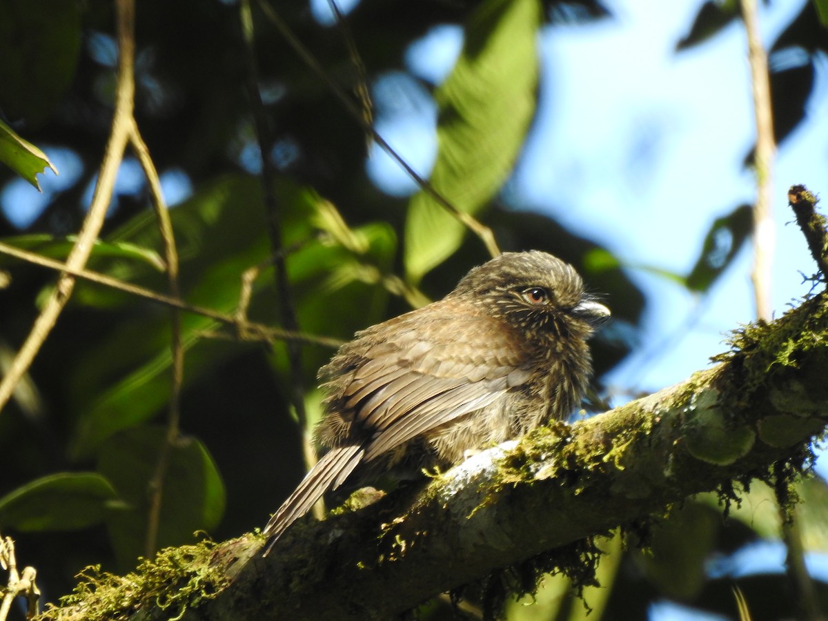 Black-streaked Puffbird - ML646541552
