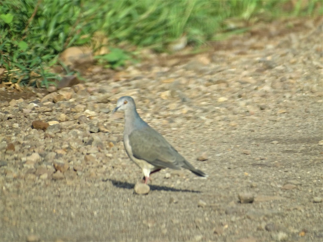 White-tipped Dove - ML646541553