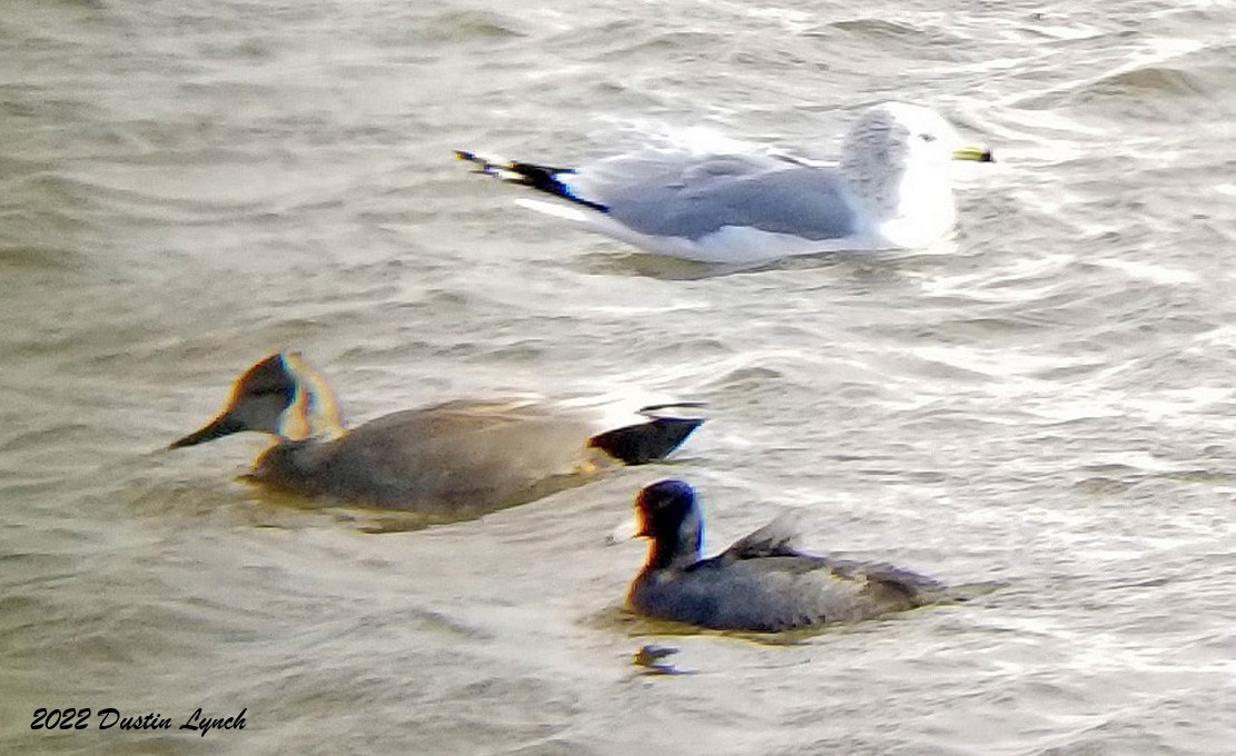 American Coot - ML646541555