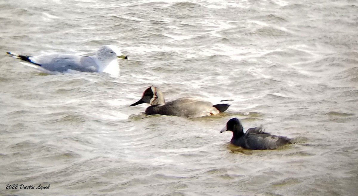 American Coot - ML646541556