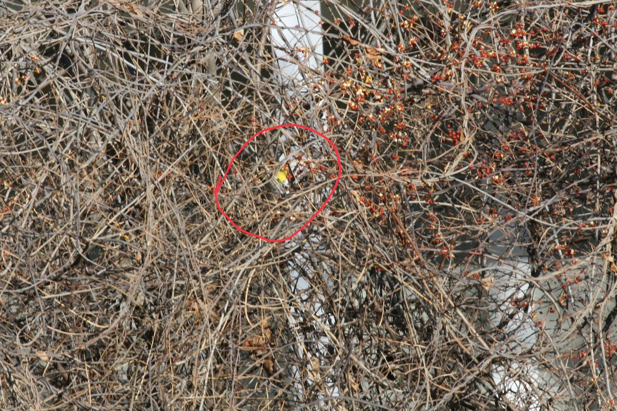 Yellow-breasted Chat - ML646541557