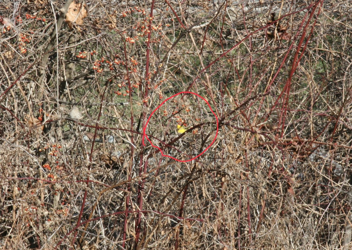Yellow-breasted Chat - ML646541558