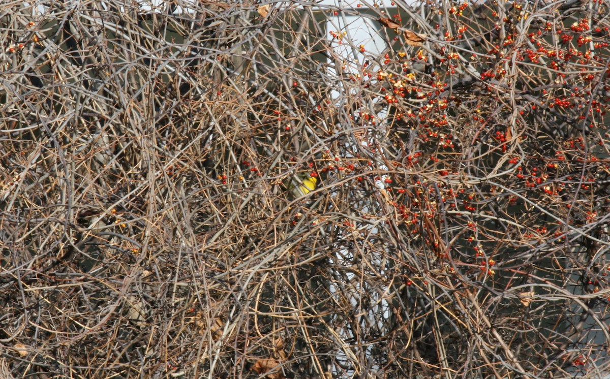 Yellow-breasted Chat - ML646541559