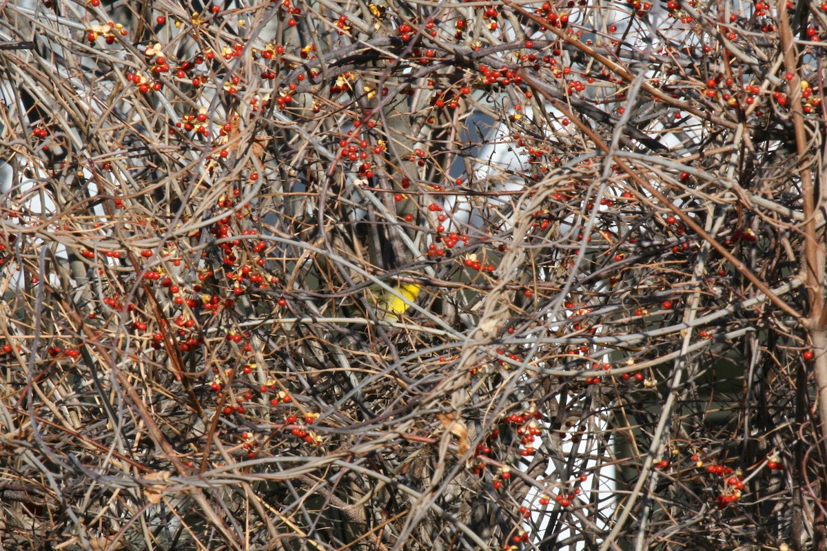Yellow-breasted Chat - ML646541560
