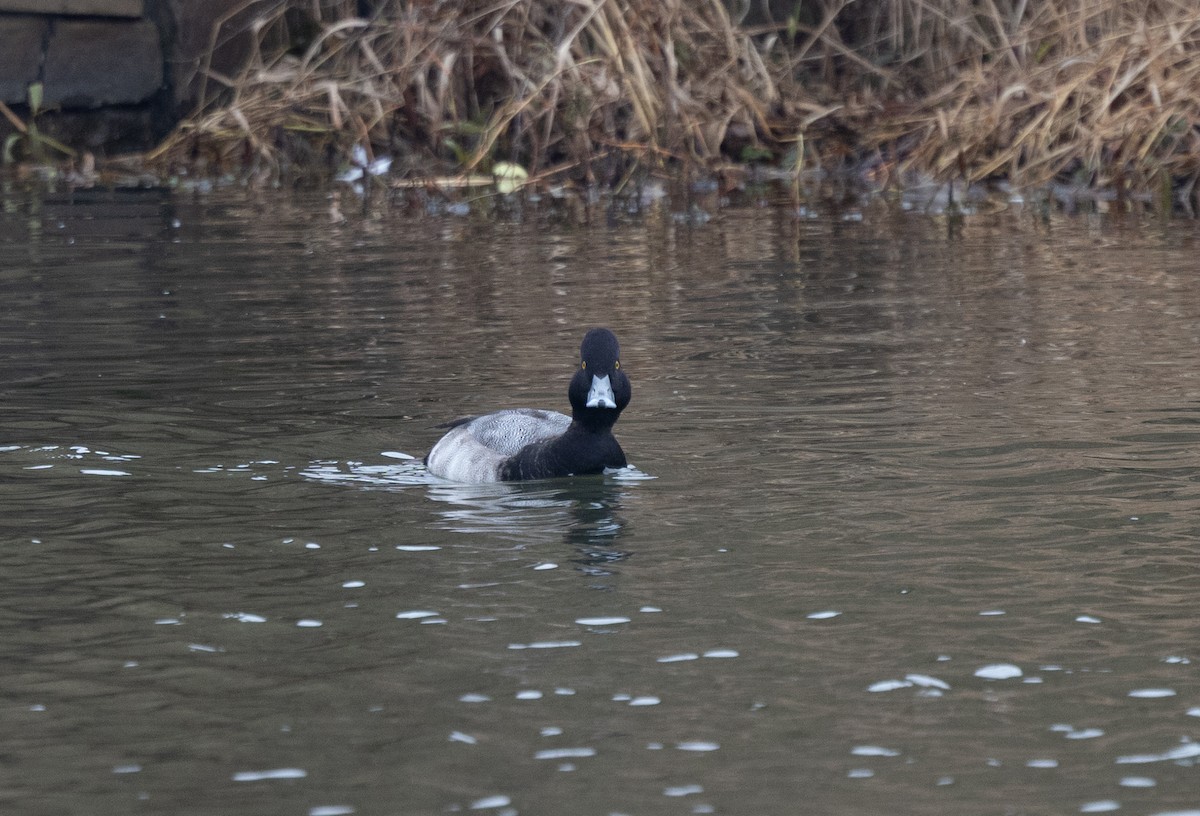 Lesser Scaup - ML646541561