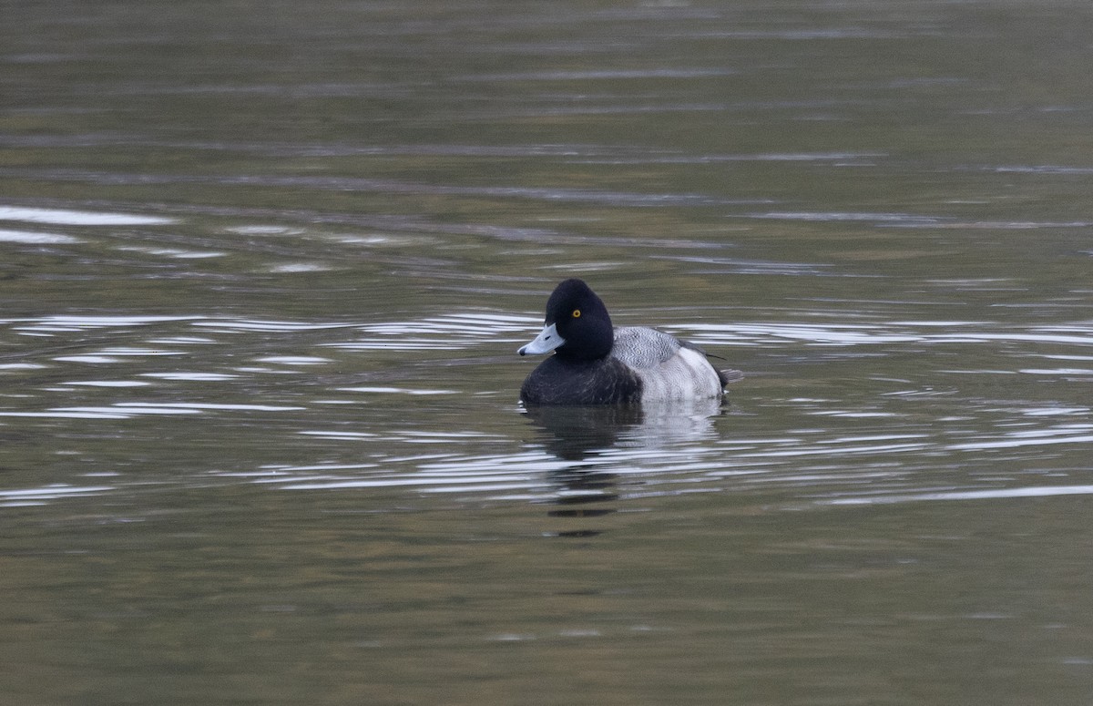 Lesser Scaup - ML646541562