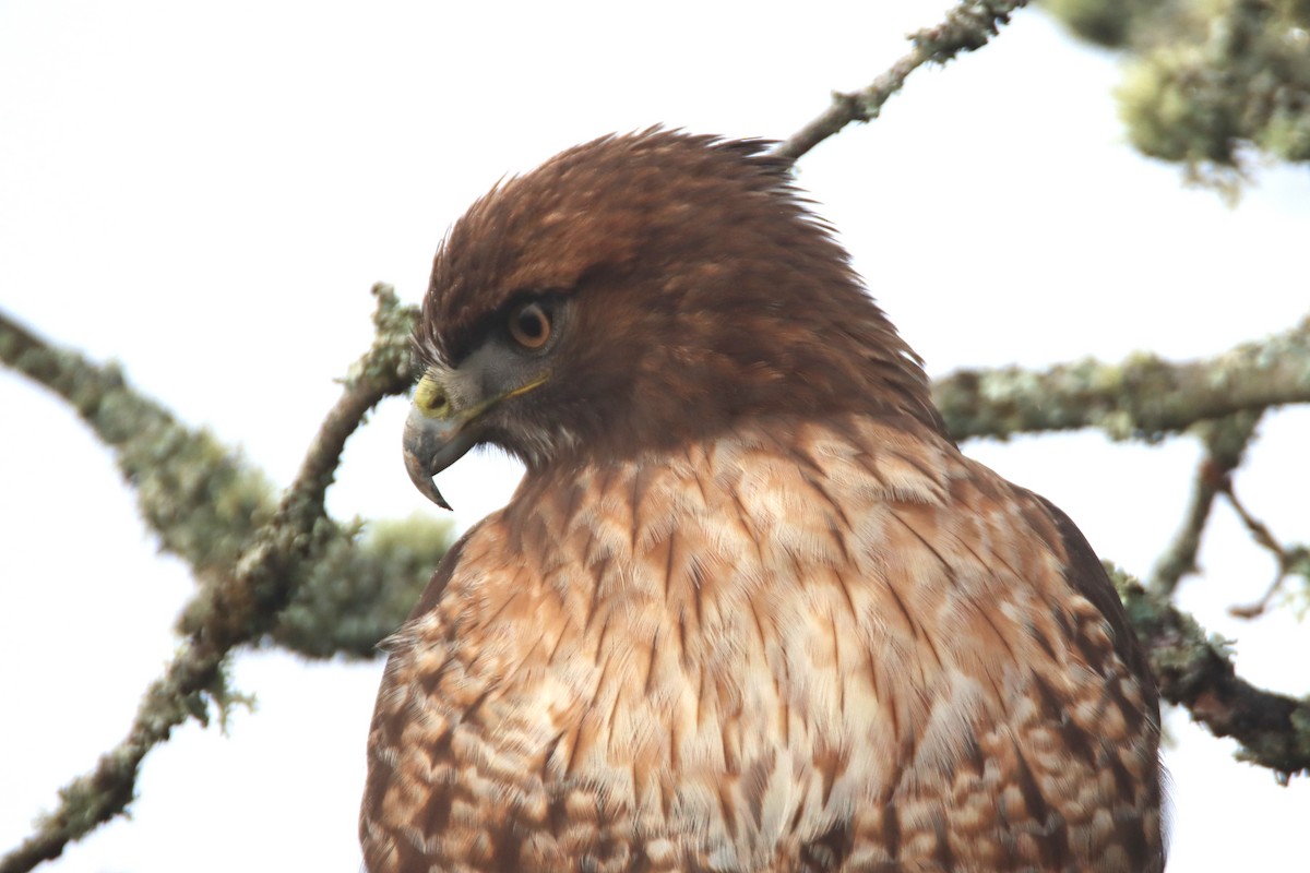 Red-tailed Hawk - ML646541563