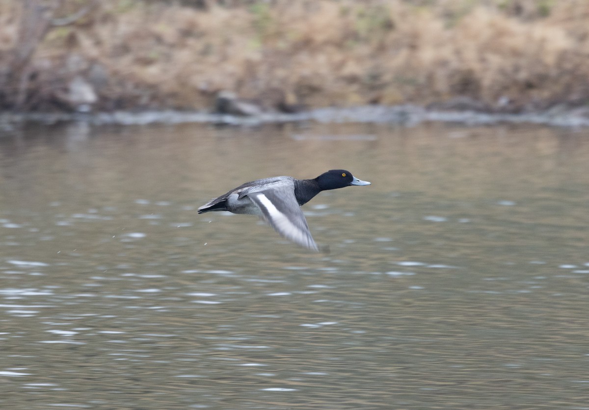Lesser Scaup - ML646541565