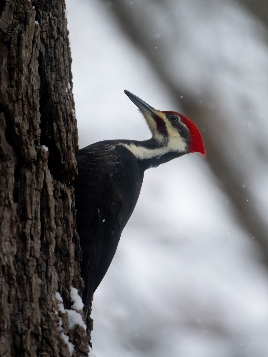 Pileated Woodpecker - ML646541566