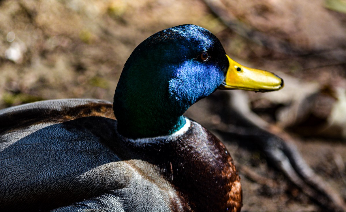 Mallard - ML646541567