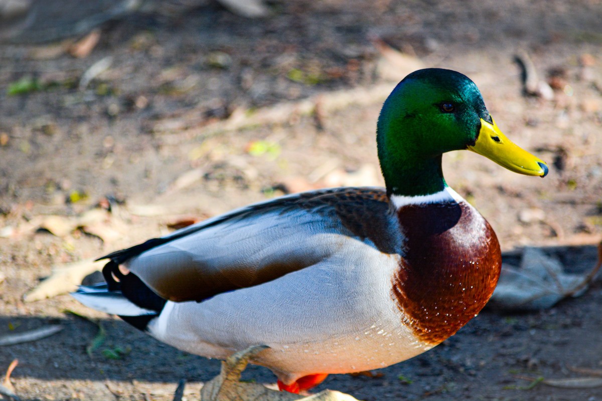 Mallard - ML646541568