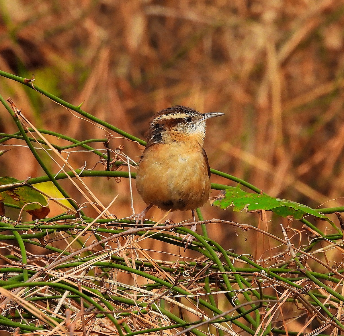 Carolina Wren - ML646541569