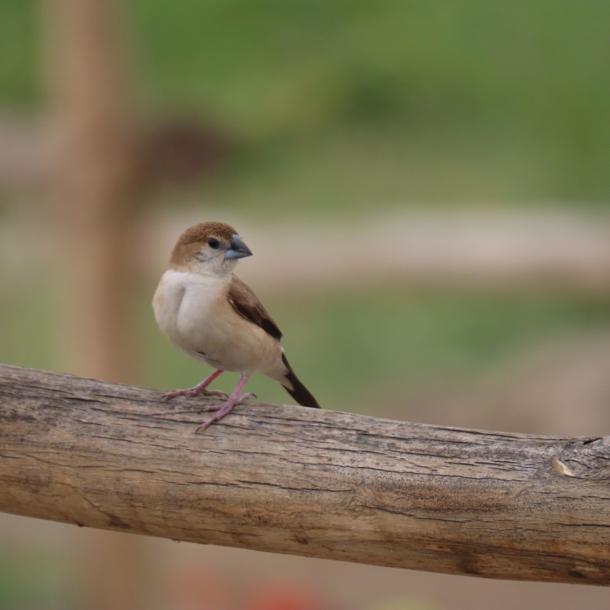 Indian Silverbill - ML646541570
