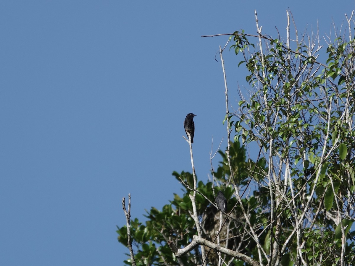 Swallow-winged Puffbird - ML646541571
