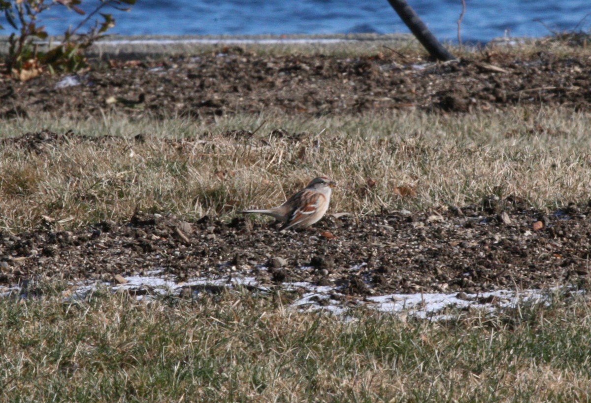 American Tree Sparrow - ML646541572