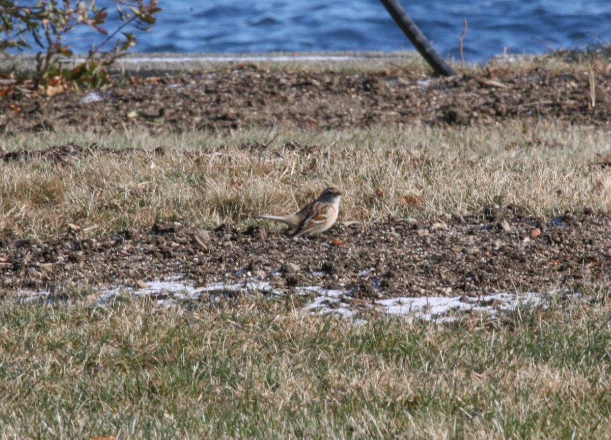 American Tree Sparrow - ML646541573