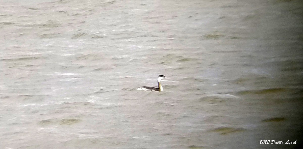 Horned Grebe - ML646541575