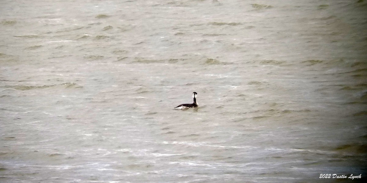 Horned Grebe - ML646541576