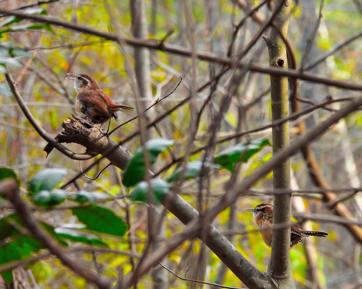 Carolina Wren - ML646541577