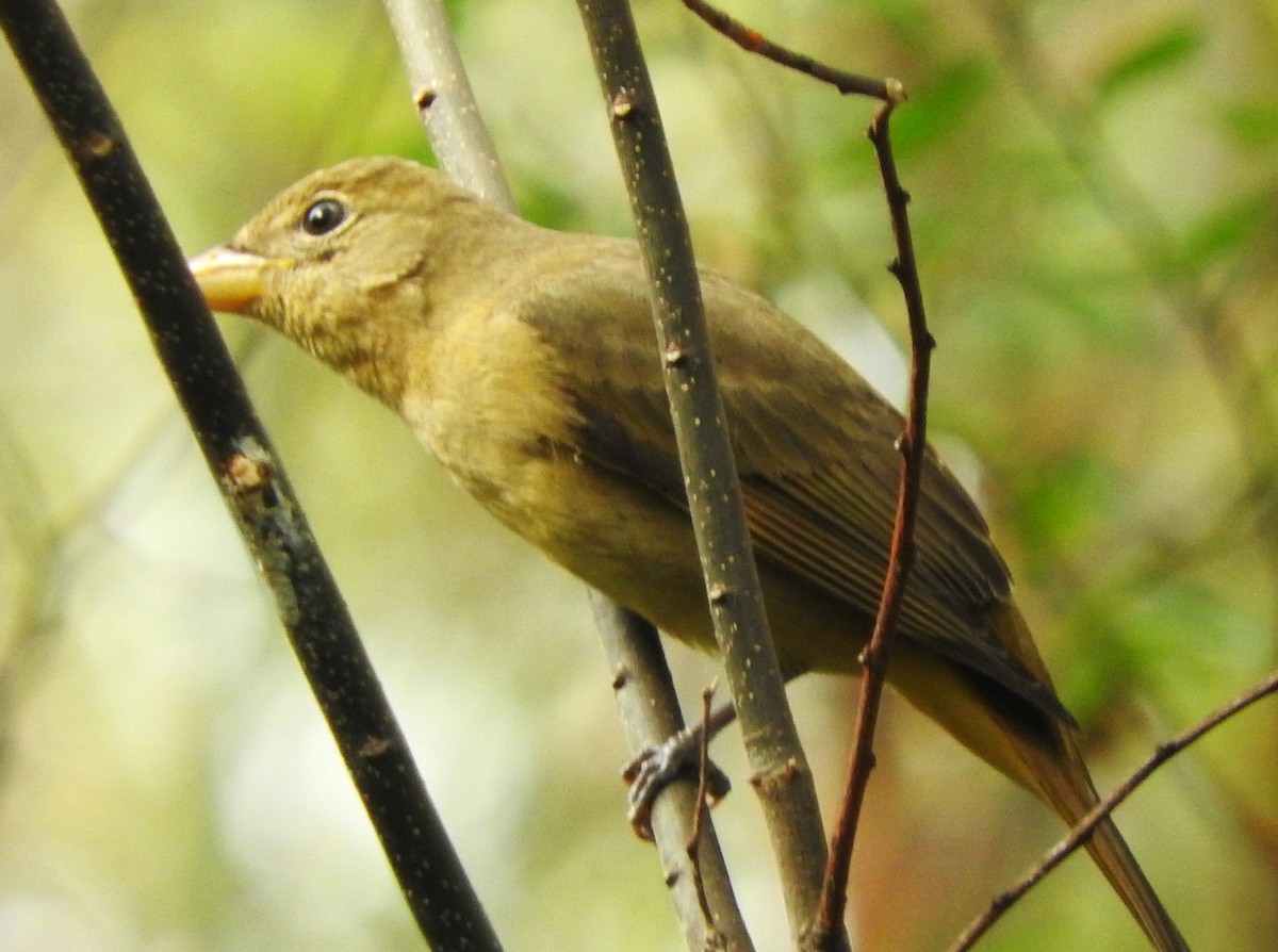 piranga ohnivá - ML646541578