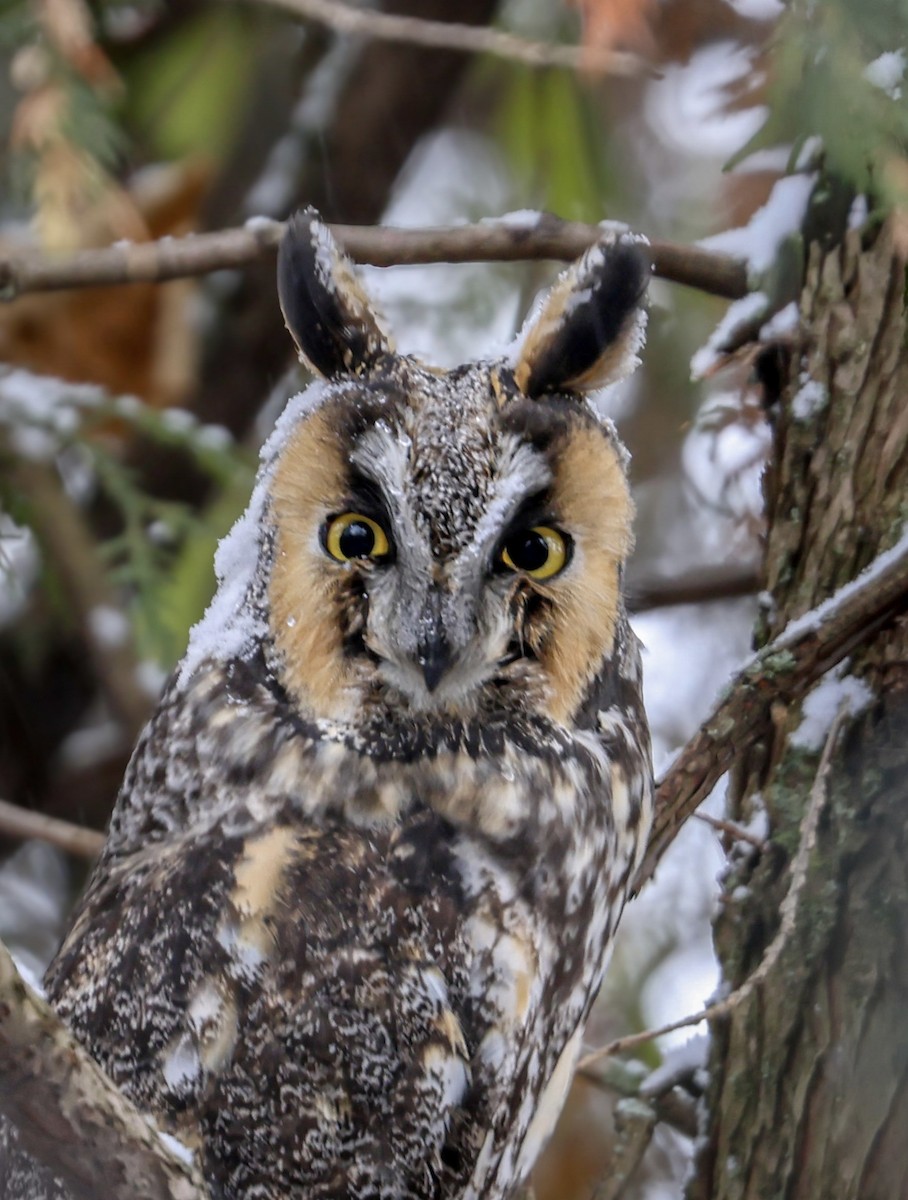 Long-eared Owl - ML646541579