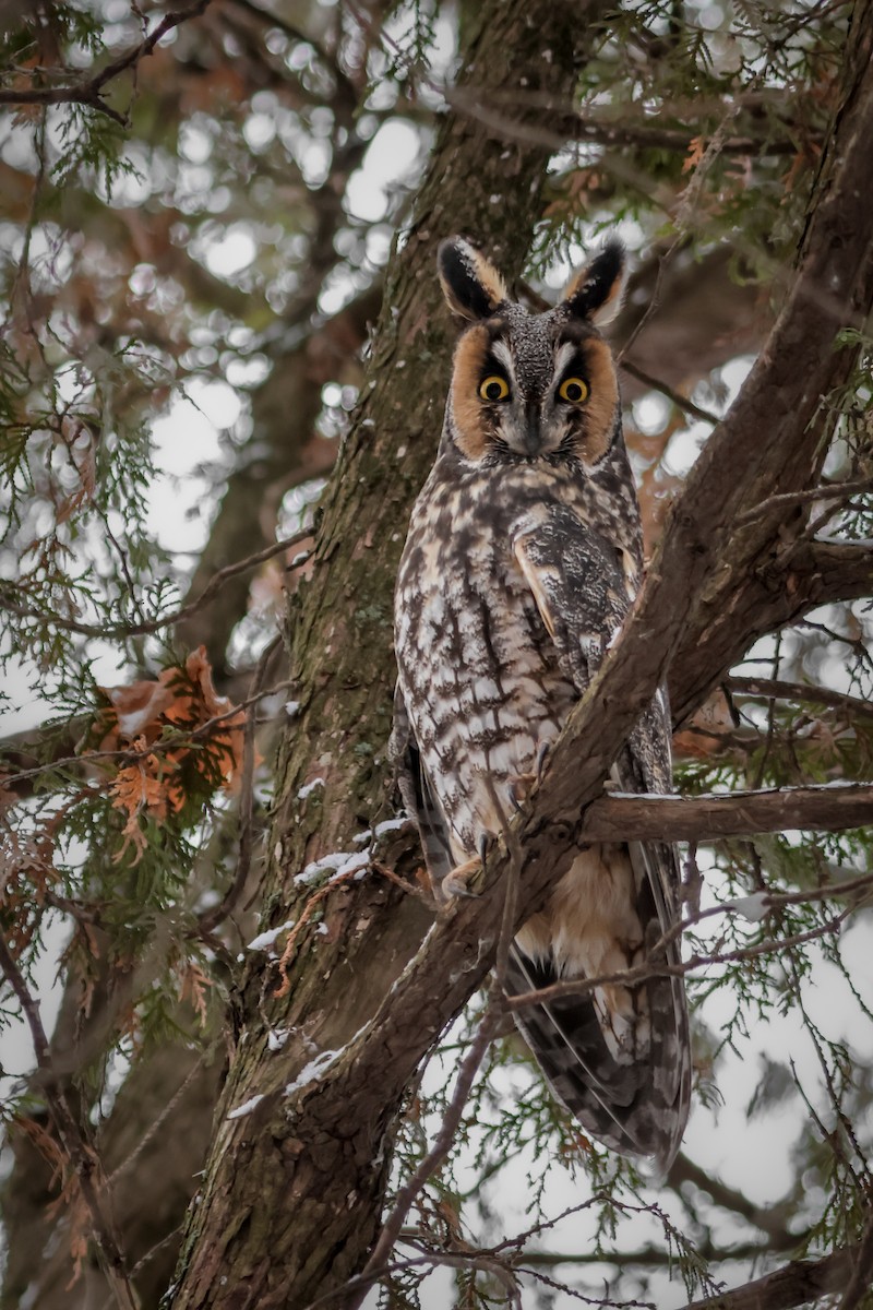 Long-eared Owl - ML646541580
