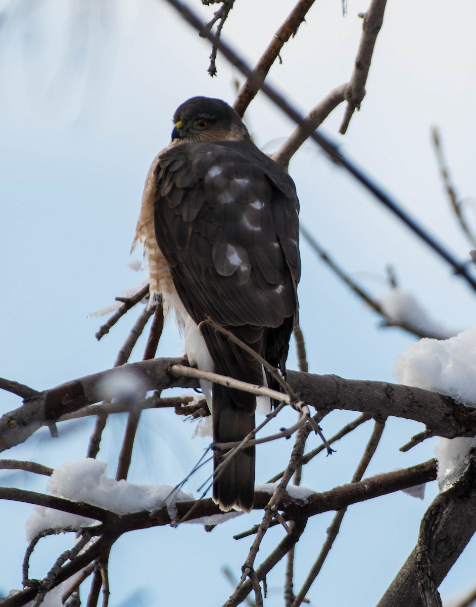 Sharp-shinned Hawk - ML646541582