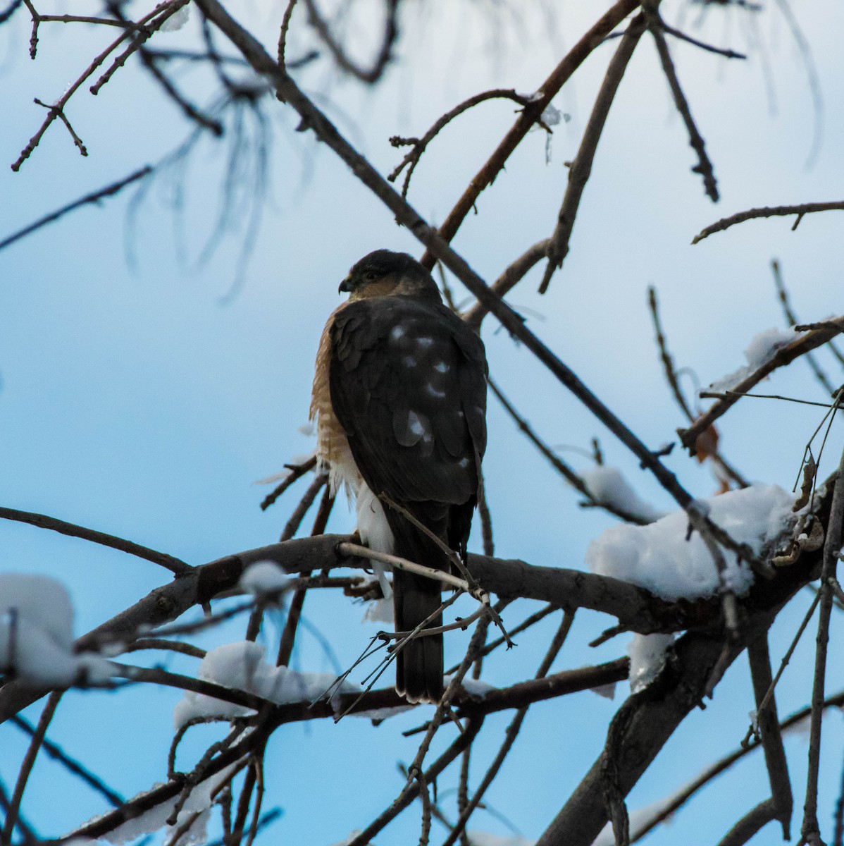 Sharp-shinned Hawk - ML646541584